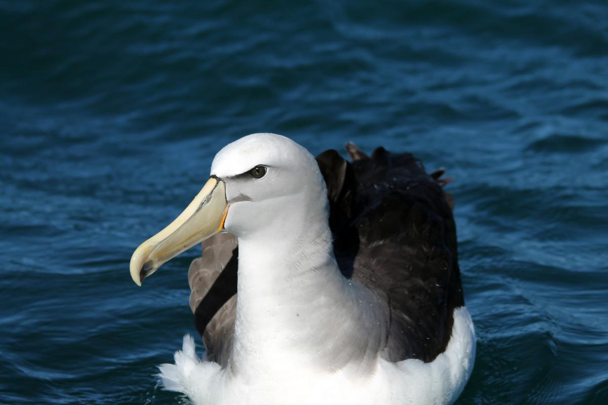 Shy Albatross (Thalassarche cauta)